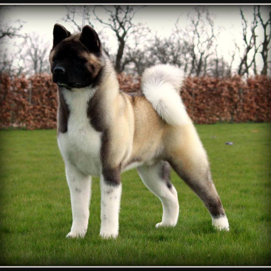 Stecal akitas best sale